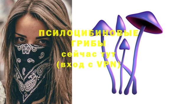 стаф Алзамай